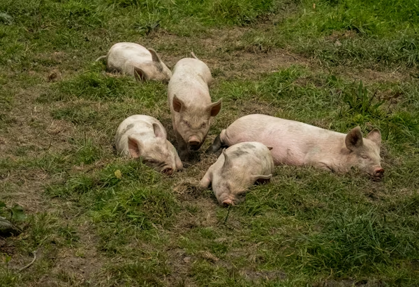 Marko Kovic hält eine Moralpredigt für den Veganismus – steht argumentativ aber auf dünnem Eis