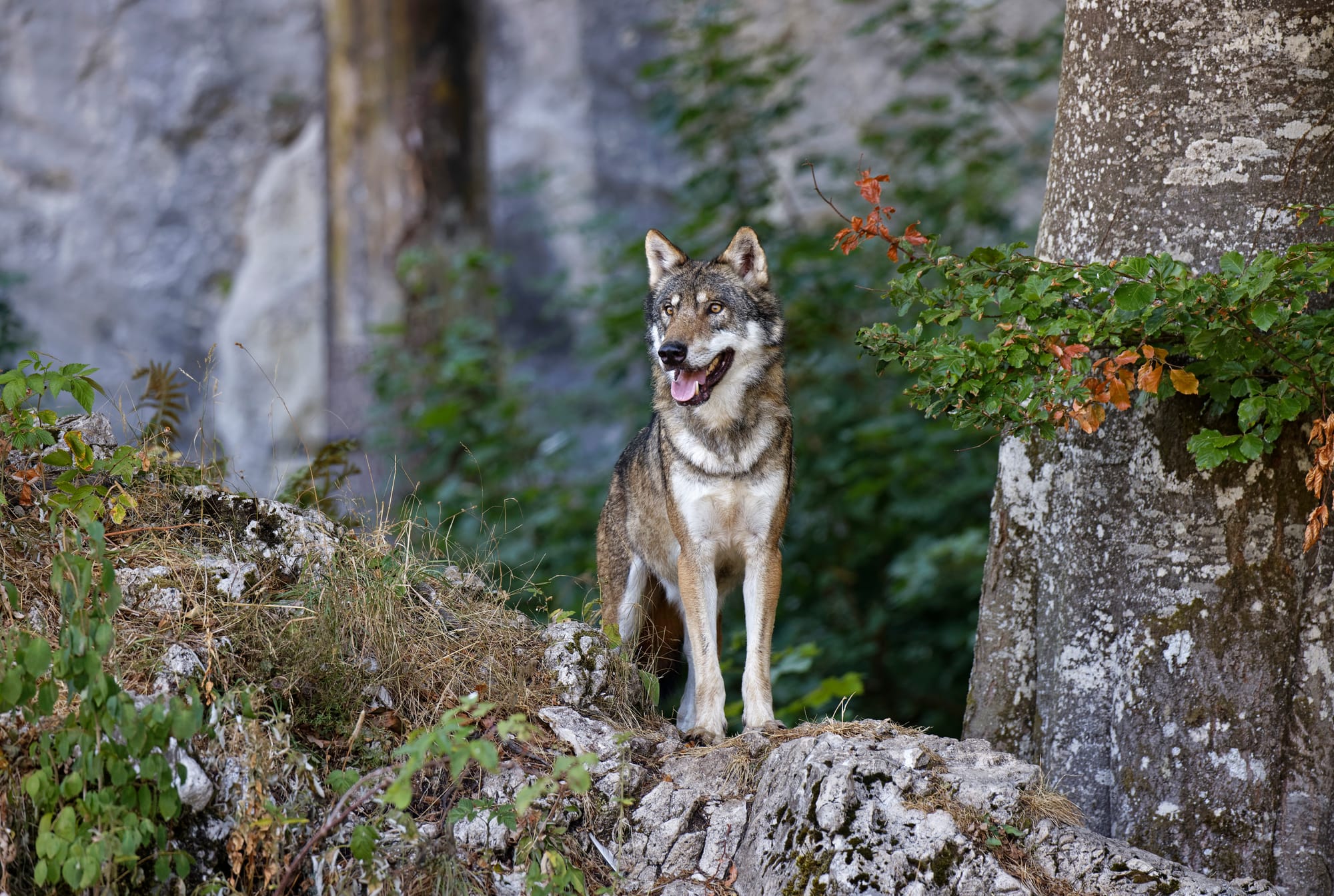 Schiessen wir die Wolfsregulierung ab!