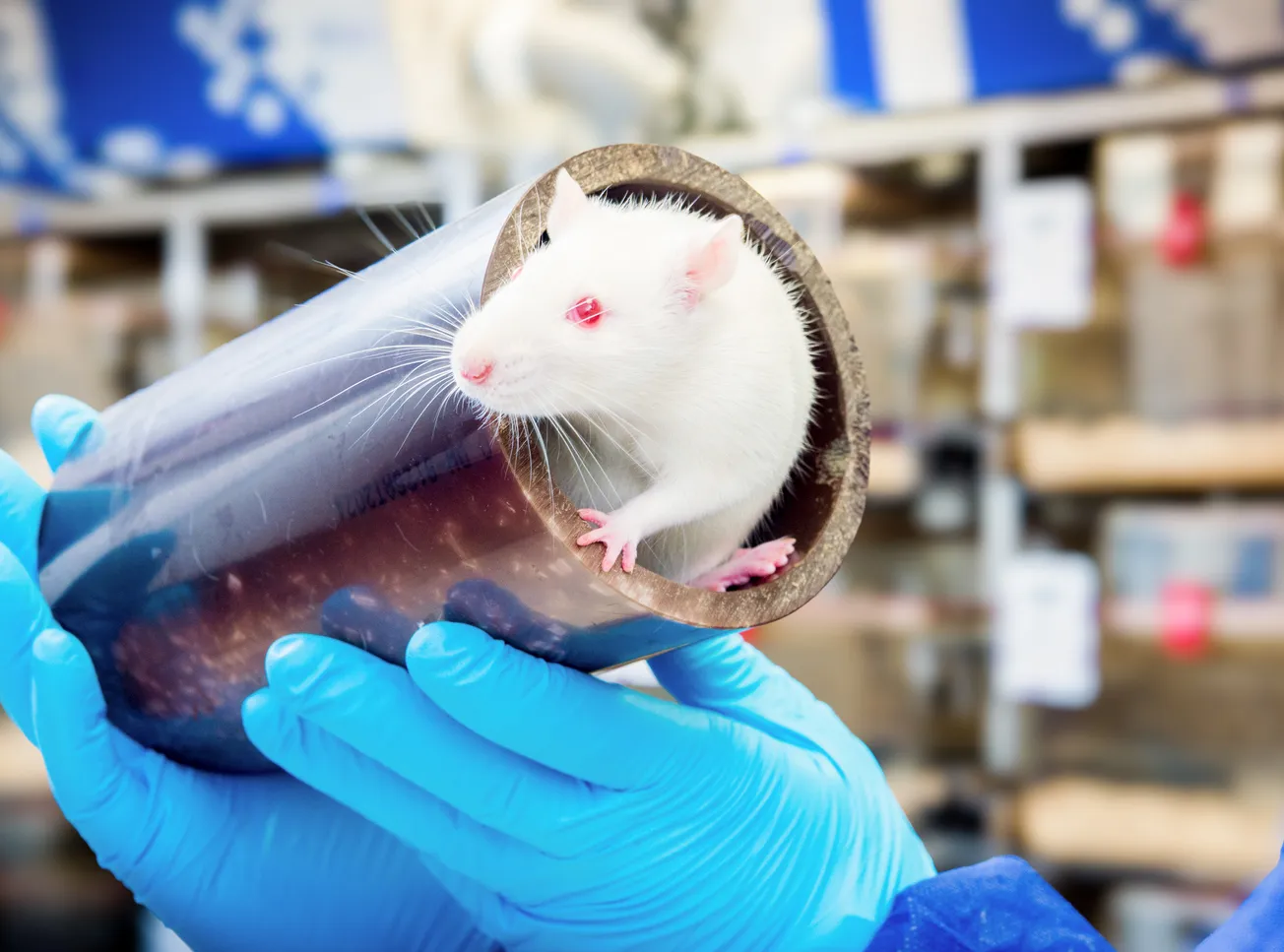 Tierversuche lassen sich noch nicht vollständig ersetzen – doch die Schweiz muss Alternativen schneller fördern und regulatorisch anerkennen